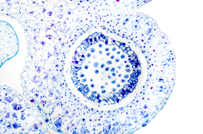 Enhanced recellularization by using albumin coating with roller bottle cell culture