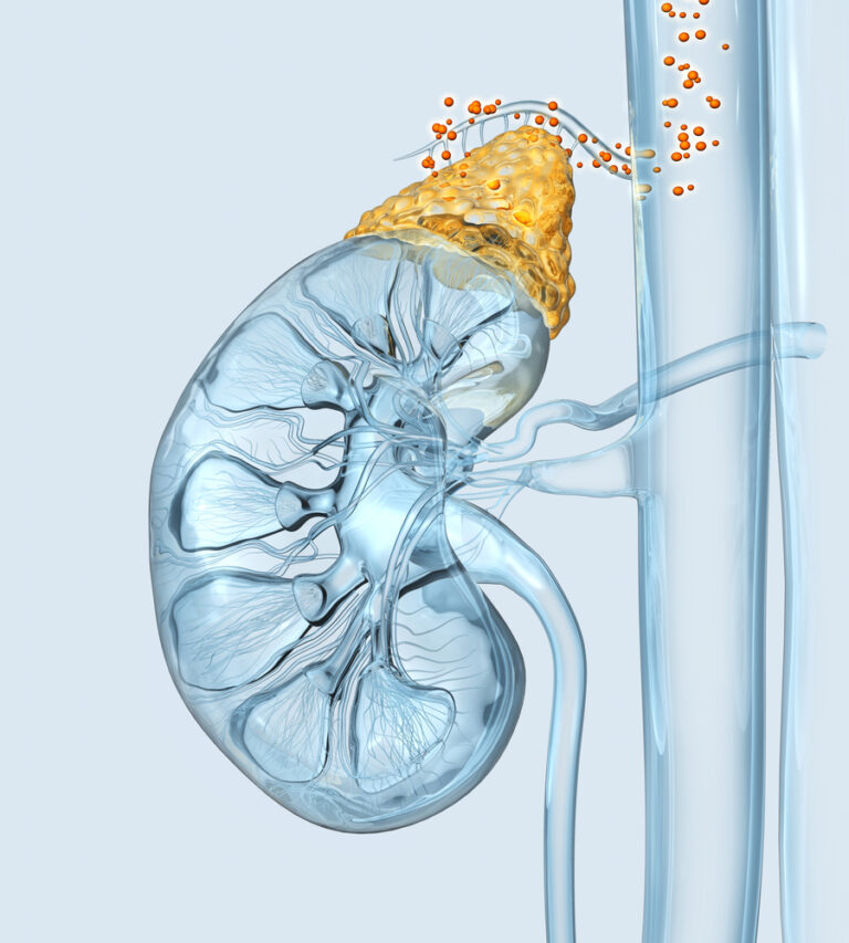 Safety Assessment of a Three-dimensional-printed Autologous Omentum Patch: An Application on Kidney as a New Approach